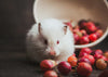 How to Make Your Hamster Happy: 11 Steps (with Pictures)