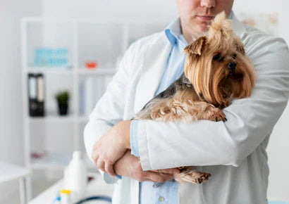 Superfoods In Your Kitchen: 15 Healthy Treats For Dogs