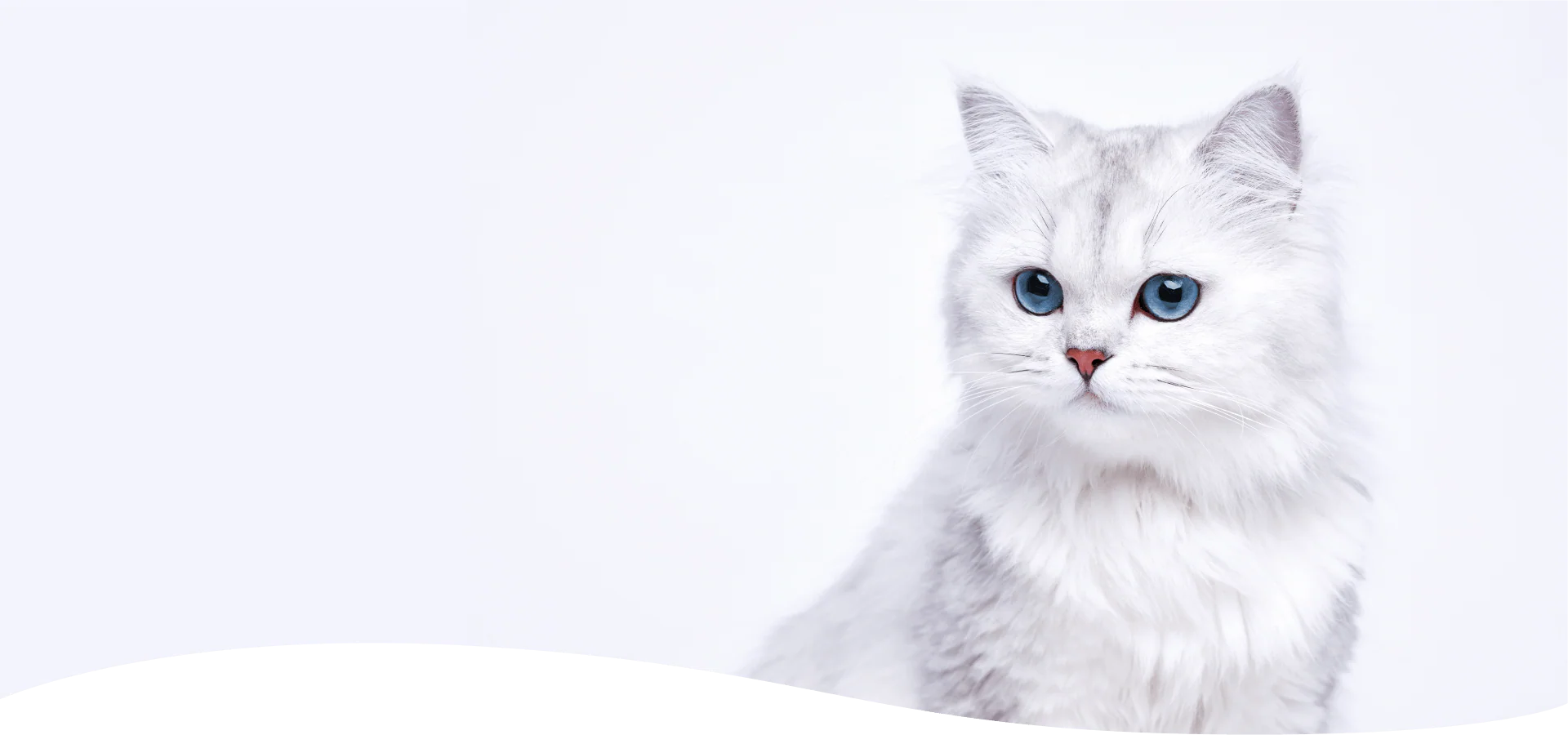 Where Being A PetIs Just The Best